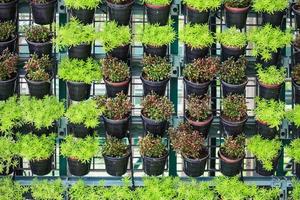 vertical garden close up photo