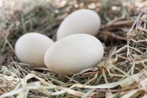 eggs in nest photo