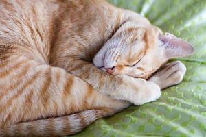Ginger cat sleeping on bed photo
