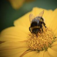 Flowers and nature, UK garden photo