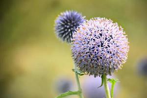 Flowers and nature, UK garden photo