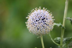 Flowers and nature, UK garden photo