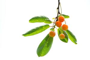 Cherries on leaves photo