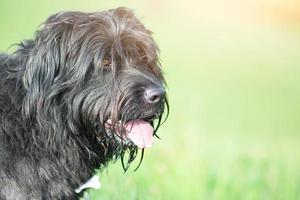 perro pastor de bergamo sobre un fondo de pradera borrosa en verano foto