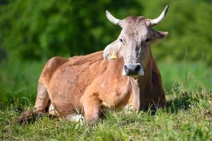 vaca con grandes cuernos descansando en el prado foto