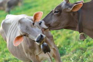 Cow licking the ears photo