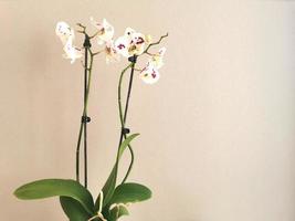 White and soft pink phalaenopsis orchid on a light brown background. Healthy houseplant. Interior decor. photo