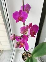 Blooming pink orchid on the windowsill. Bright beautiful Phalaenopsis orchid flowers. Growing ornamental plants at home. Floriculture, garden, cottage. photo