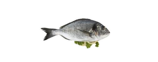 dorado fish with lemon isolated on white background photo