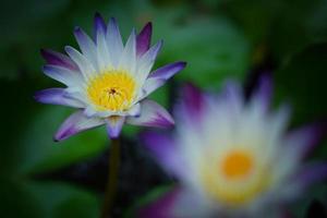 hermoso nenúfar o flor de loto en el lago