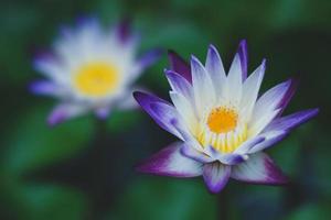 hermoso nenúfar o flor de loto en el lago foto
