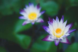 hermoso nenúfar o flor de loto en el lago