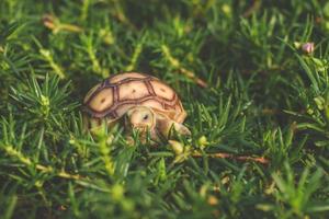 sulcata tortoise walking and eating  grass. photo