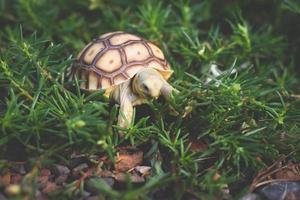 tortuga sulcata caminando y comiendo hierba. foto