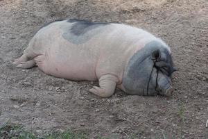 un gran cerdo gordo esparcido por el suelo. textura rosa con lunares negros. foto