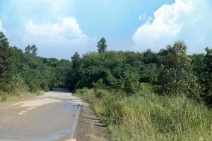 path leads straight into the forest of wet and damaged asphalt roads. beside ground of green grass and rubber trees. Under the blue sky. photo