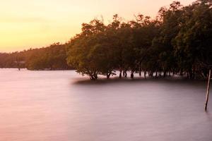 larga exposición del mar en calma en el horizonte al atardecer bosque de manglares entorno de protección de la naturaleza foto