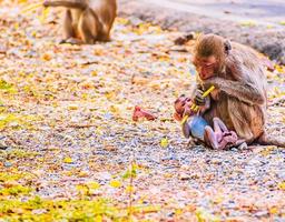 Monkey family and mother and baby animal wildlife in nature.