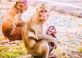 Monkey family and mother and baby animal wildlife in nature. photo