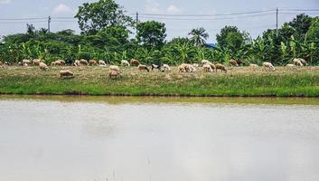 Cows graze in the fields near the water river embankment.