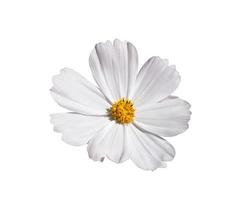 beauty fresh top view  white violet cosmos flower blooming and orange pollen. Isolated on white background with clipping path.