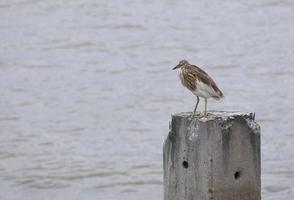 sea bird see left side and stand on pier for hunt animal food in water. animal wild life in thailand coast.