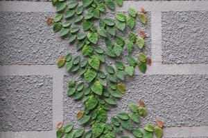green ficus pumila ivy plant wall brick adhesion white with gray cement  background and copy space. photo