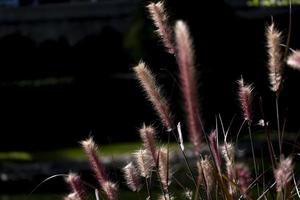selective focus abstract roll grass with golden light black color background in  natural park photo