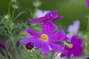 selective focus fresh beauty bud purple cosmos flower yellow pollen blooming in natural botany garden park photo