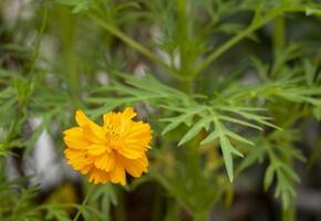 cosmos naranja y dorado de belleza fresca con hojas verdes y flores que florecen en el jardín botánico. foto