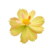 beauty fresh top view  pink yellow cosmos flower blooming and orange pollen. Isolated on white background with clipping path.