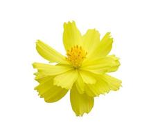 beautiful fresh yellow cosmos flower blooming top view center. Isolated on white background with clipping path photo