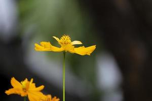 dos hermosos cosmos naranja y dorado con hojas verdes y flores que florecen en el jardín botánico. foto