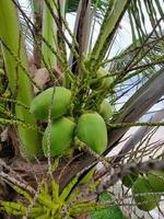 grupo de frutas orgánicas de coco colgando de un árbol de rama. jugo de agua bebida saludable.