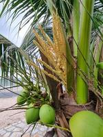 grupo de frutas orgánicas de coco colgando de un árbol de rama. jugo de agua bebida saludable. foto