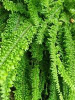 fresh green fern leaves in botany garden. natural greenery pattern tropical rainforest wild park