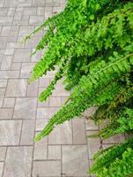 fresh green fern leaves in botany garden and brick walk background. natural greenery pattern tropical rainforest wild park