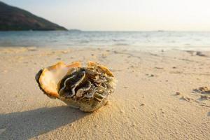 hermosa concha marina en la playa de labios y la luz del sol de la mañana foto
