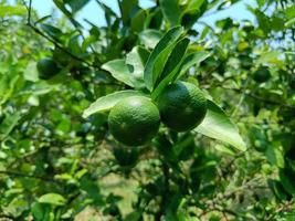 Thai call Lime tree a sour taste and is commonly used in Thai cooking. photo