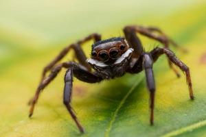 Close up jumping spiders on the wall photo