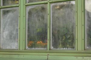 An old window with flowers and water condensation photo