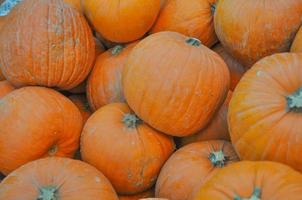 Orange pumpking squash vegetables food photo