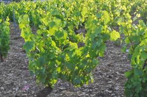plantación de viñedos de vides de uva para la elaboración de vino