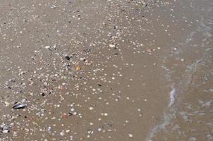 seashells by the seashore photo