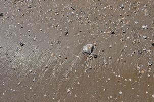 seashells by the seashore photo