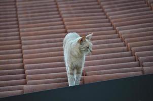 gato atigrado naranja claro foto