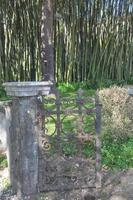 Bamboo trees in a park behind ancient iron gates