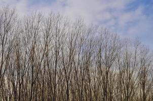 Tree tops in a forest photo