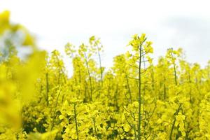 Rapeseed plant meadow, blossom agricultural field photo