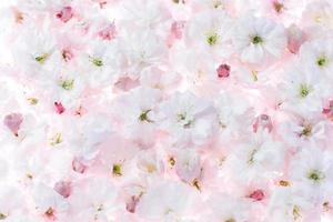 Sakura flowers background, light pink floral blossom photo